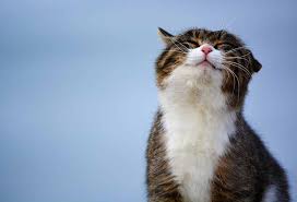 Happy Cat Month (September 2023) | Days Of The Year