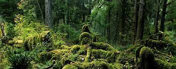Visiting the Hoh Rain Forest - Olympic National Park (U.S. National Park Service)