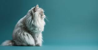 white persian cat portrait bright blue gradient background. with copy space. 23026456 Stock Photo at Vecteezy