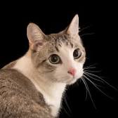 Domestic cat