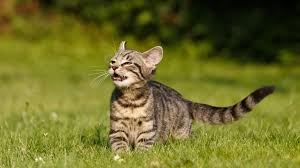 What Is the Flehmen Response in Cats? | PetMD